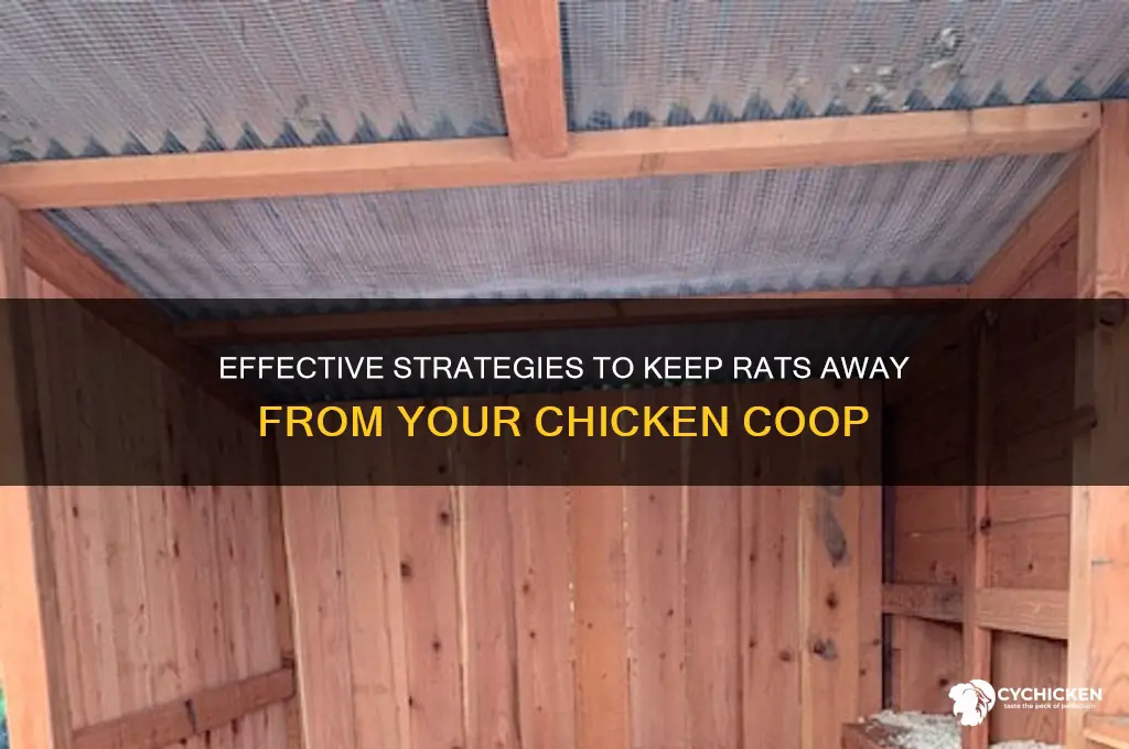 how to keep rats out of chicken house