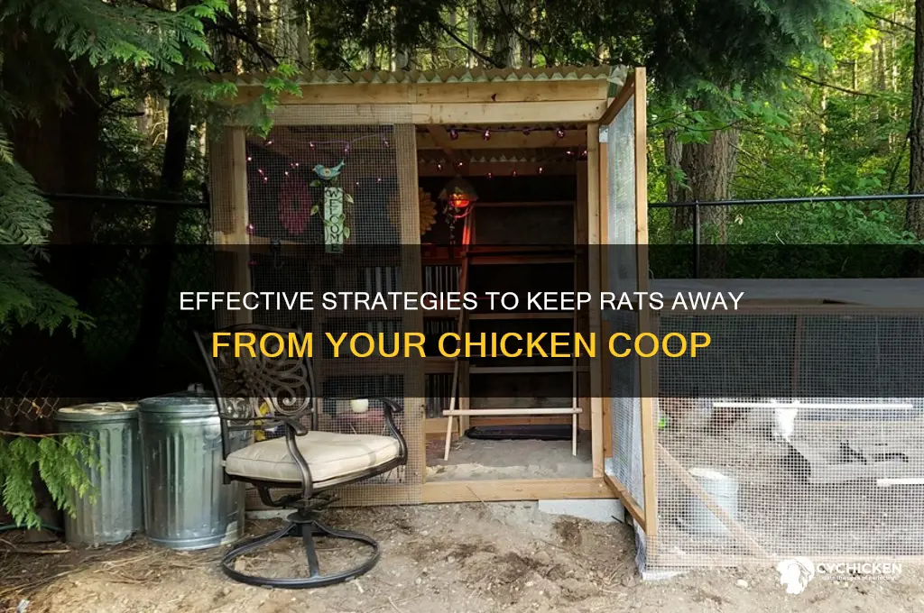 how to keep rats out of chicken pen