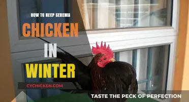 Winter Care Tips for Healthy Serema Chickens: A Comprehensive Guide