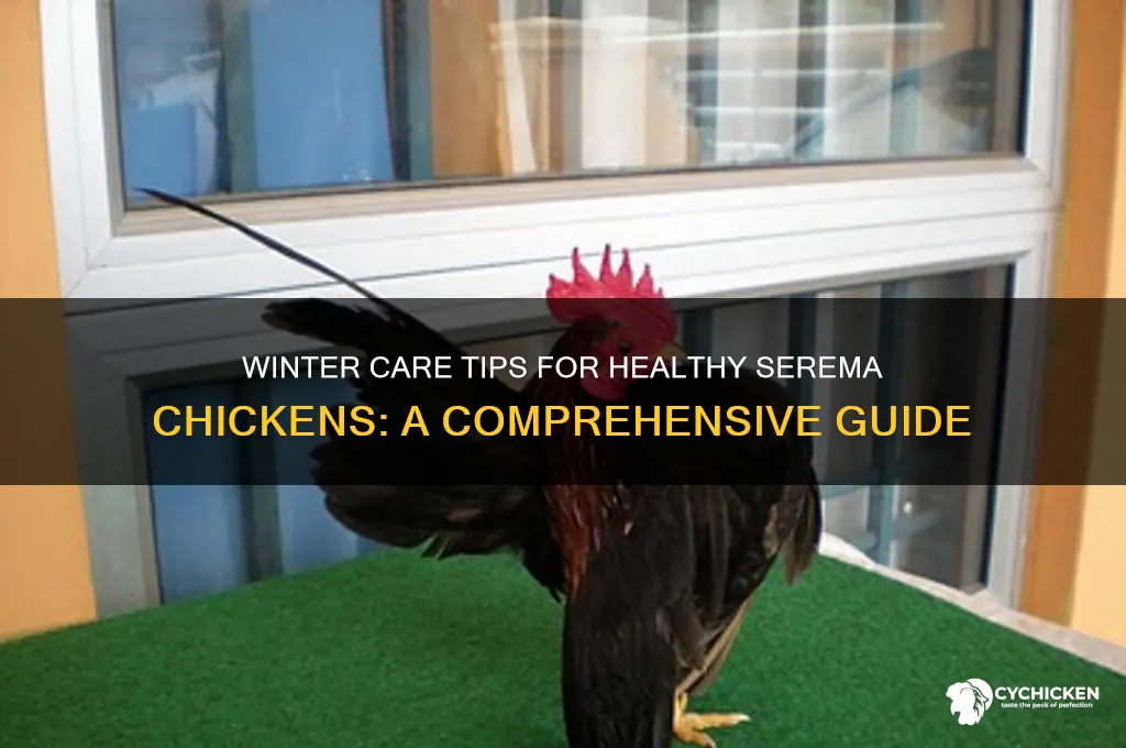 how to keep serema chicken in winter
