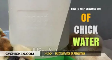 Effective Tips to Prevent Shavings from Contaminating Chick Water