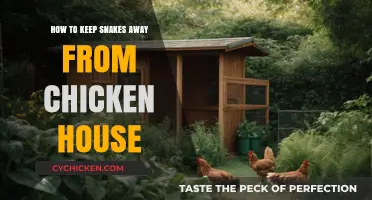 Effective Strategies to Deter Snakes from Your Chicken Coop