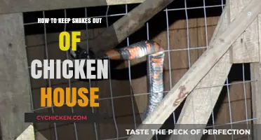 Effective Strategies to Keep Snakes Away from Your Chicken Coop