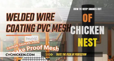 Effective Strategies to Protect Your Chicken Nest from Snakes