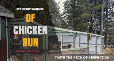 Effective Strategies to Keep Snakes Away from Your Chicken Run