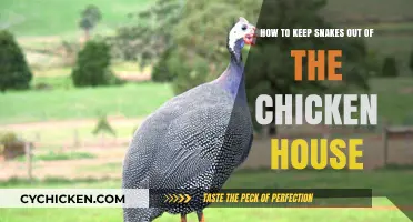 Protecting Your Chickens: Keep Snakes Away