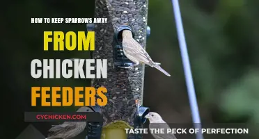 Effective Strategies to Deter Sparrows from Your Chicken Feeders