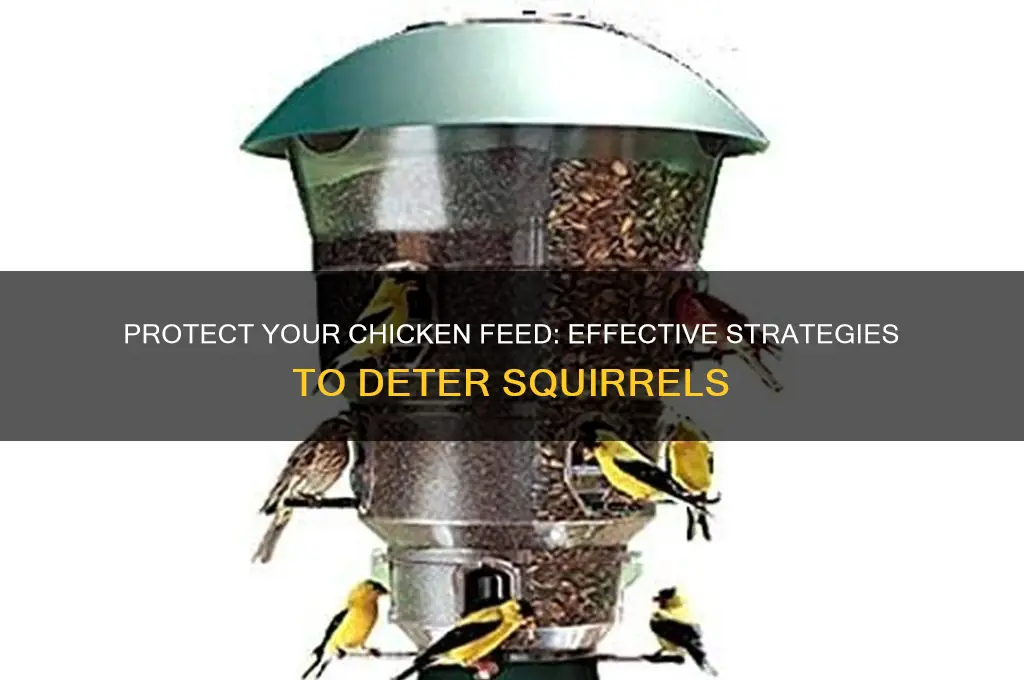 how to keep squirrels out of chicken food