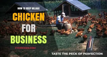 Profitable Village Chicken Farming: A Beginner's Guide to Success