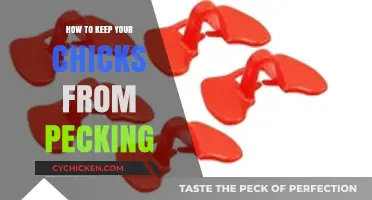 Prevent Chick Pecking: Tips for a Peaceful Brooder Environment