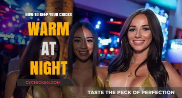 Cozy Chick Care: Nighttime Warmth Tips for Happy, Healthy Chicks