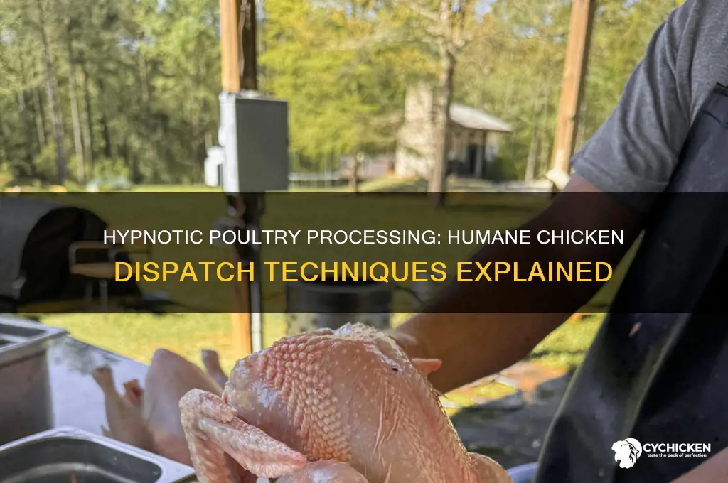 how to kill a chicken after hypnosis