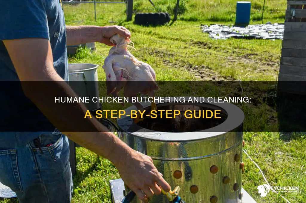 how to kill a chicken and clean it