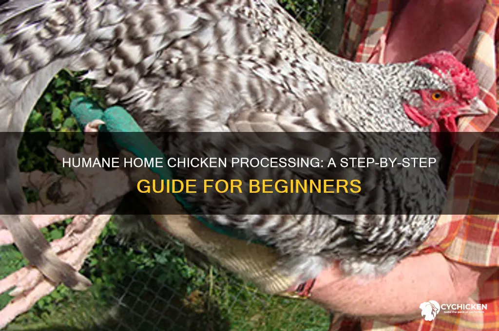 how to kill a chicken at home