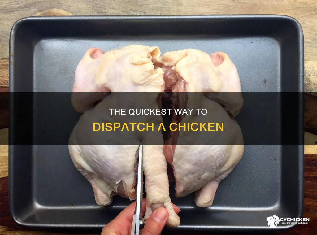 how to kill a chicken by breaking its neck