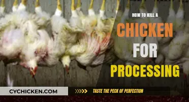 Humane Chicken Processing: A Step-by-Step Guide to Slaughtering Poultry