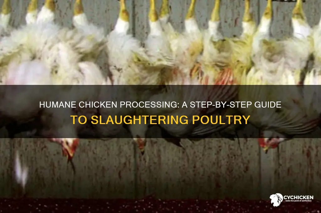 how to kill a chicken for processing