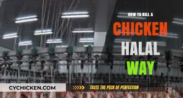 Halal Chicken Slaughter: A Step-by-Step Guide to Humane Practice