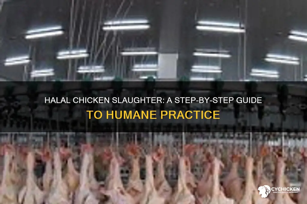 how to kill a chicken halal way