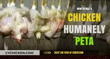 Humane Chicken Slaughter: PETA-Approved Methods for Ethical Processing