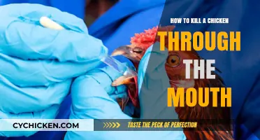 Euthanizing Chickens: A Guide to Oral Methods and Ethical Considerations