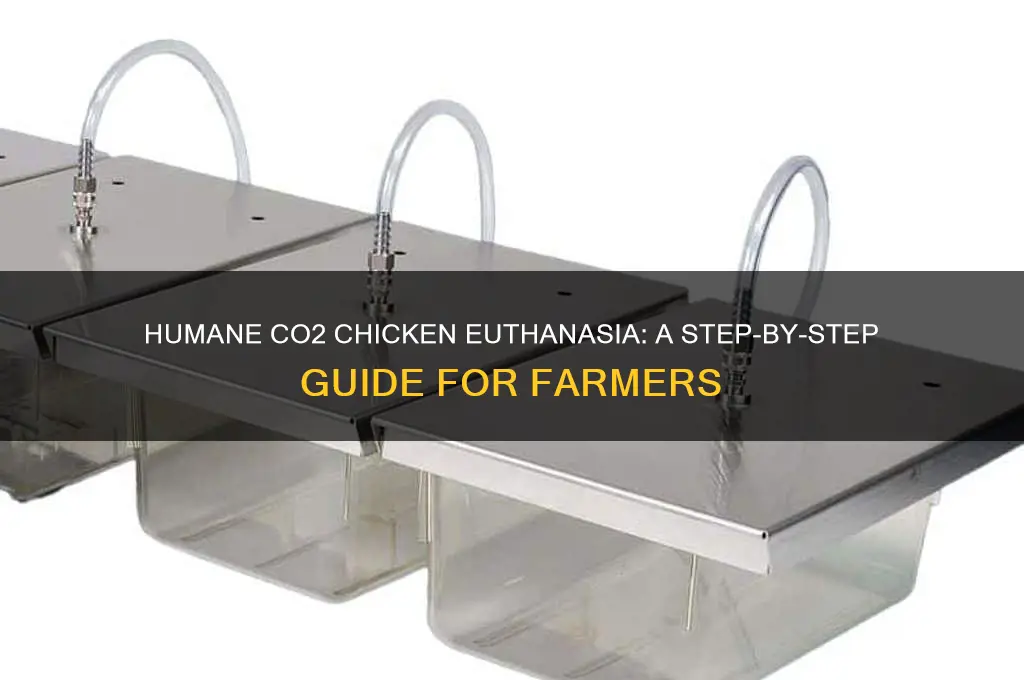 how to kill a chicken with co2