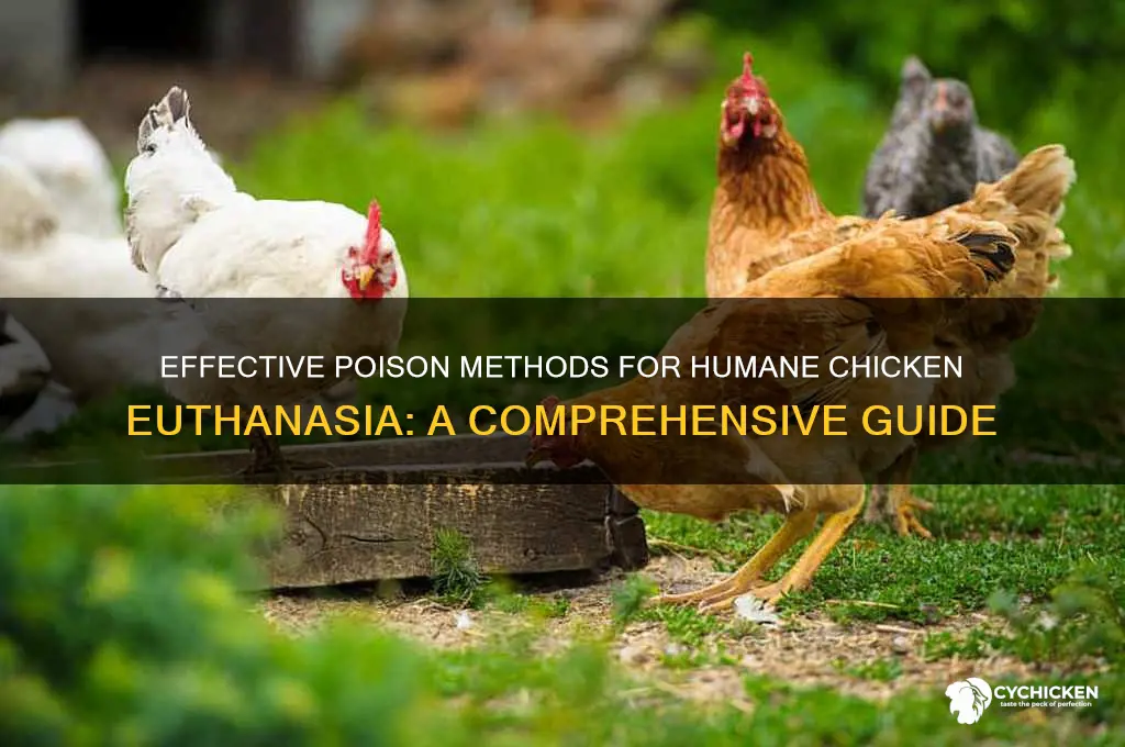 how to kill a chicken with poison