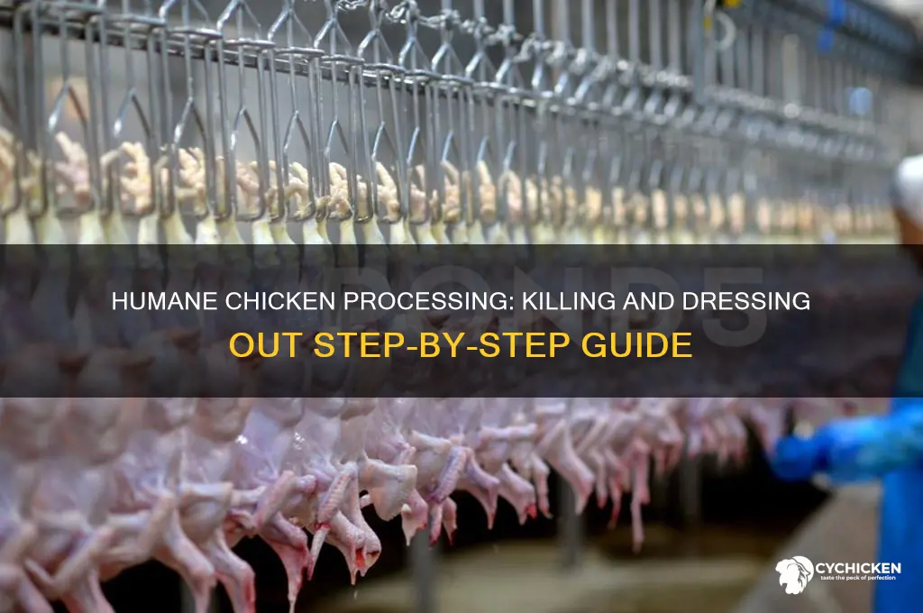 how to kill and dress out a chicken