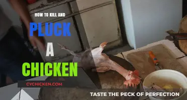 Mastering the Art of Humane Chicken Slaughter and Plucking