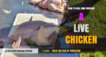 Humane Chicken Butchering: Step-by-Step Guide to Processing Live Poultry