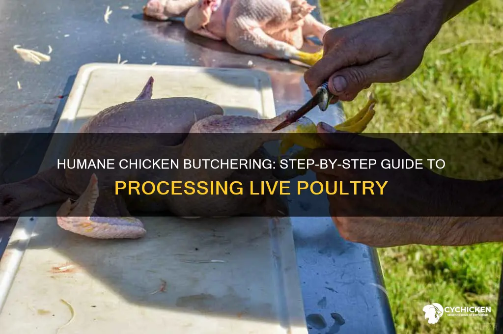 how to kill and prepare a live chicken