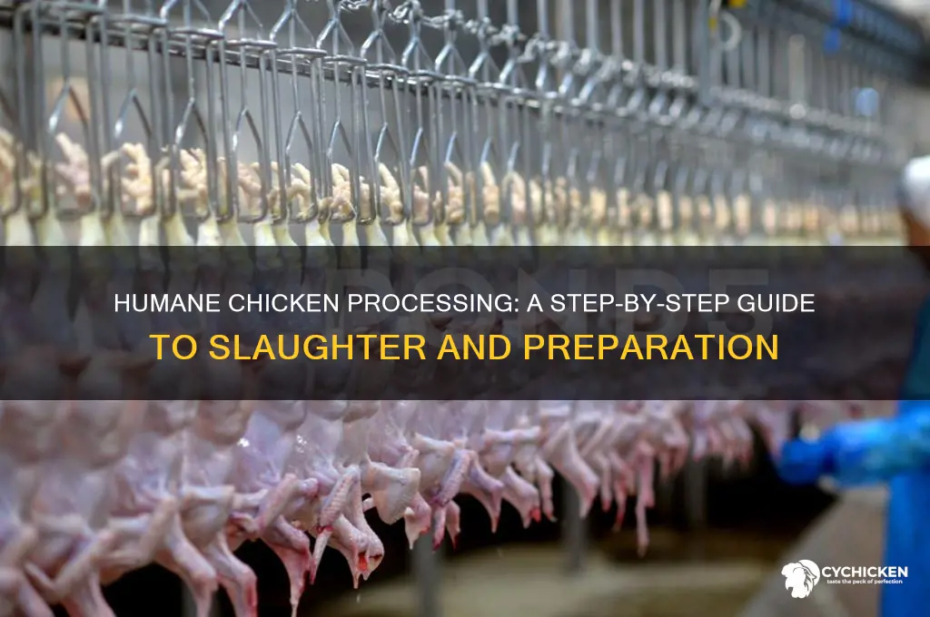 how to kill and process a chicken properly