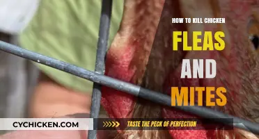 Effective Ways to Eliminate Chicken Fleas and Mites Naturally