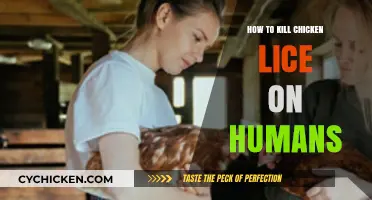 Effective Ways to Eliminate Chicken Lice Infestations in Humans