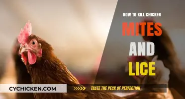Effective Ways to Eliminate Chicken Mites and Lice Naturally