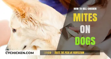 Effective Ways to Eliminate Chicken Mites on Dogs Safely