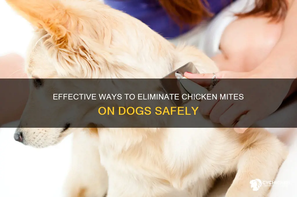 how to kill chicken mites on dogs