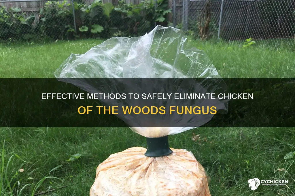 how to kill chicken of the woods