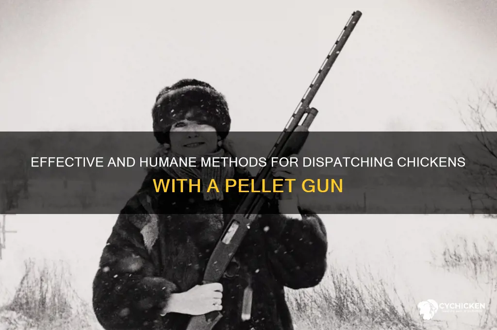 how to kill chicken with pelete gun