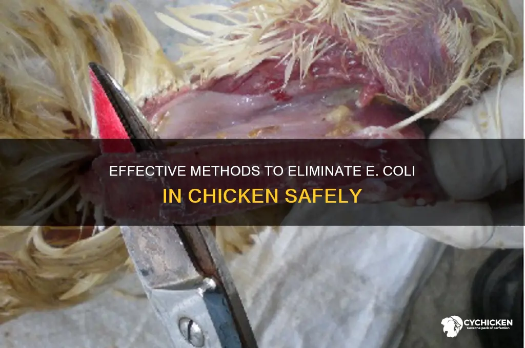 how to kill e coli in chicken