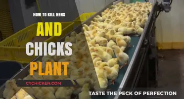 Effective Methods to Eradicate Hens and Chicks Plants Permanently