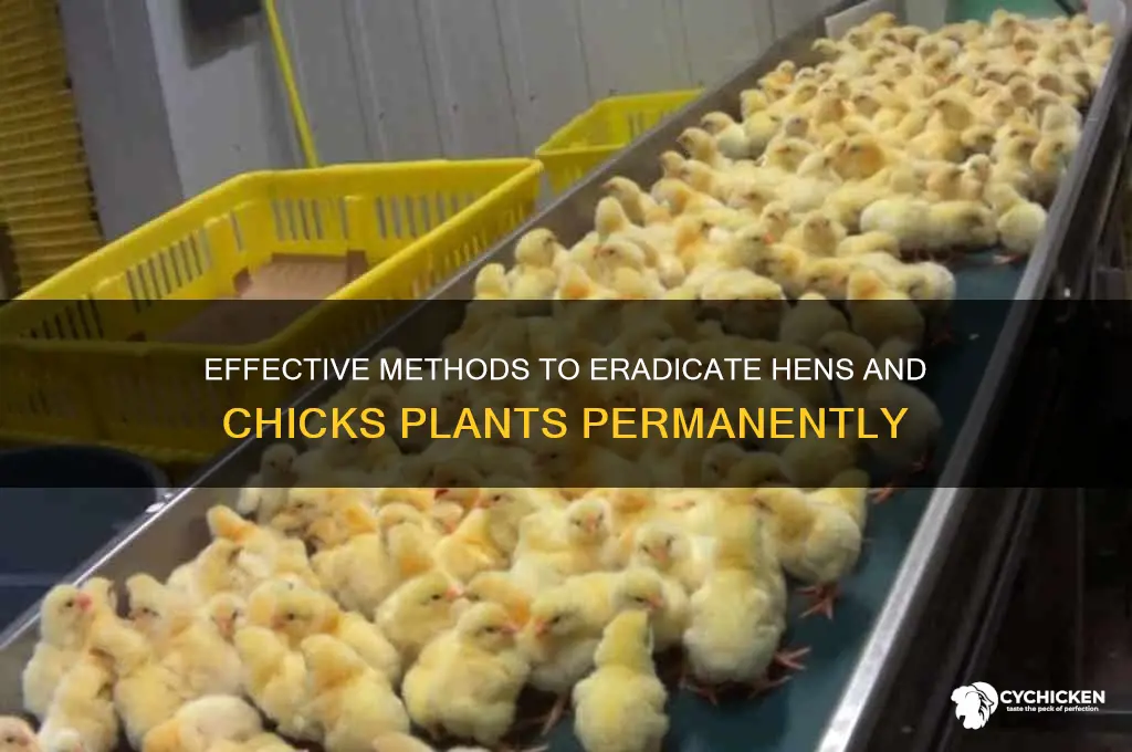 how to kill hens and chicks plant