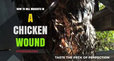 Effective Ways to Treat Maggot Infestation in Chicken Wounds