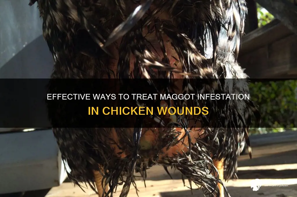 how to kill maggots in a chicken wound