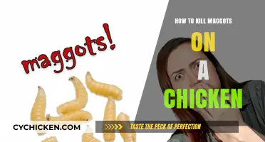 Effective Ways to Eliminate Maggots on Chickens Safely and Quickly