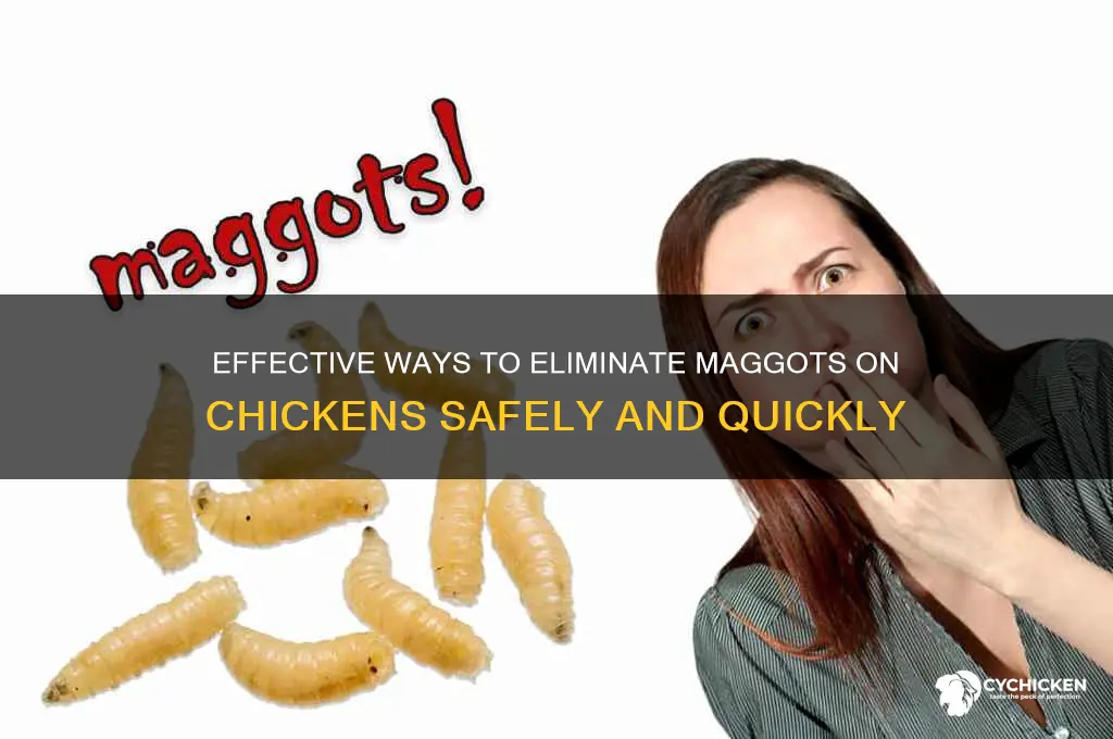 how to kill maggots on a chicken