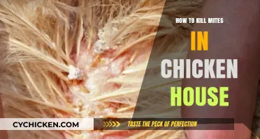 Effective Mite Control: Eliminating Infestations in Your Chicken Coop