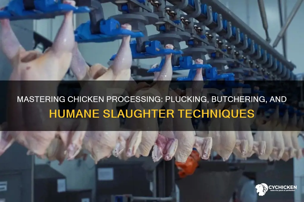 how to kill pluck and butcher a chicken