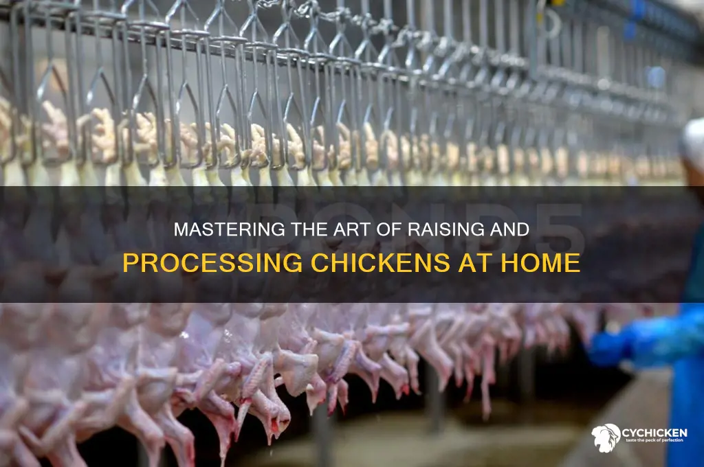 how to kill pluck and dress a chicken