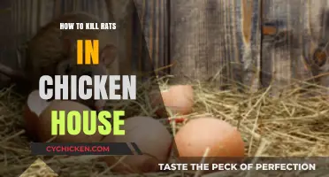 Effective Rat Control Methods for Your Chicken Coop